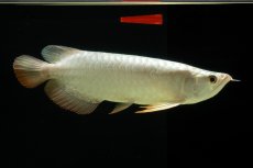 画像8: 過背金龍　NO.7（イーロン産） (8)