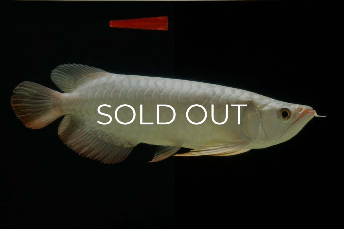 画像6: 過背金龍　NO.7（イーロン産） (6)