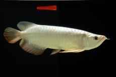 画像6: 過背金龍　NO.7（イーロン産） (6)