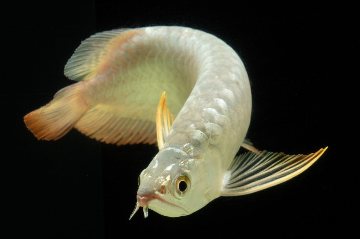 画像18: 過背金龍　NO.7（イーロン産） (18)