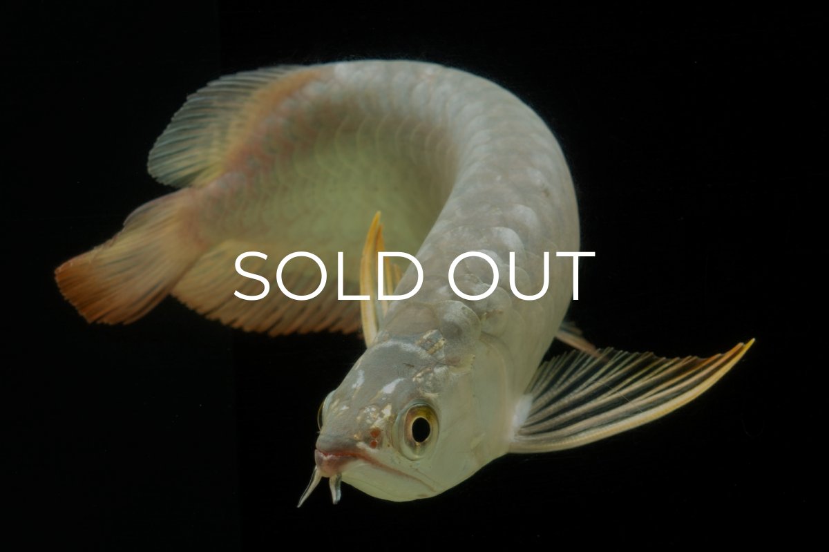 画像18: 過背金龍　NO.7（イーロン産） (18)