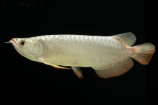 画像7: 過背金龍　NO.7（イーロン産） (7)