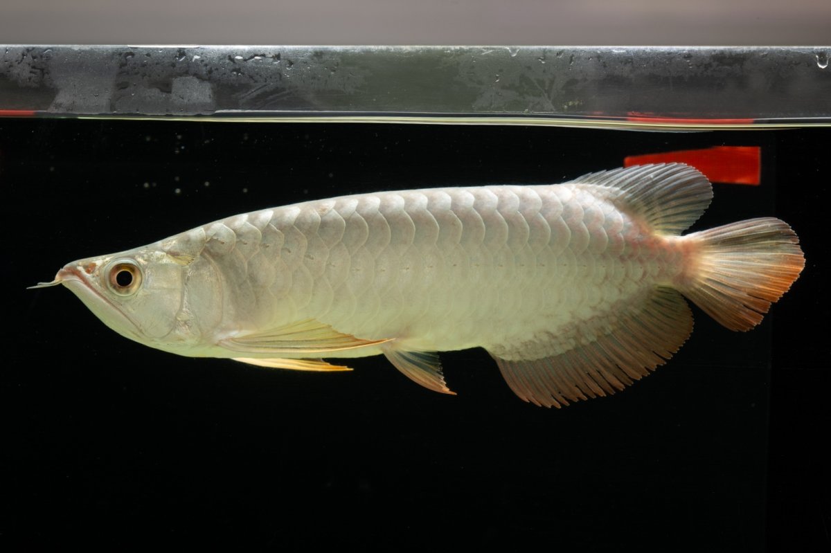 画像5: 過背金龍　NO.7（イーロン産） (5)