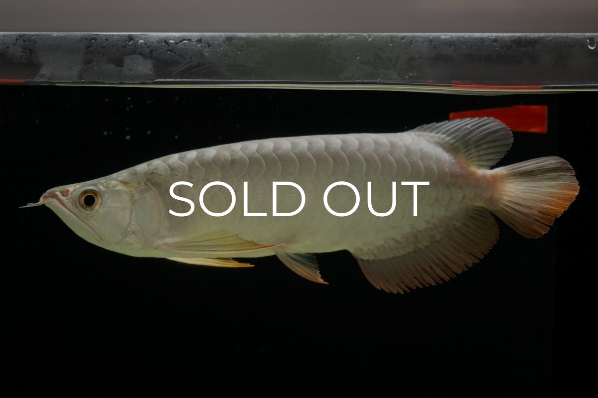 画像5: 過背金龍　NO.7（イーロン産） (5)