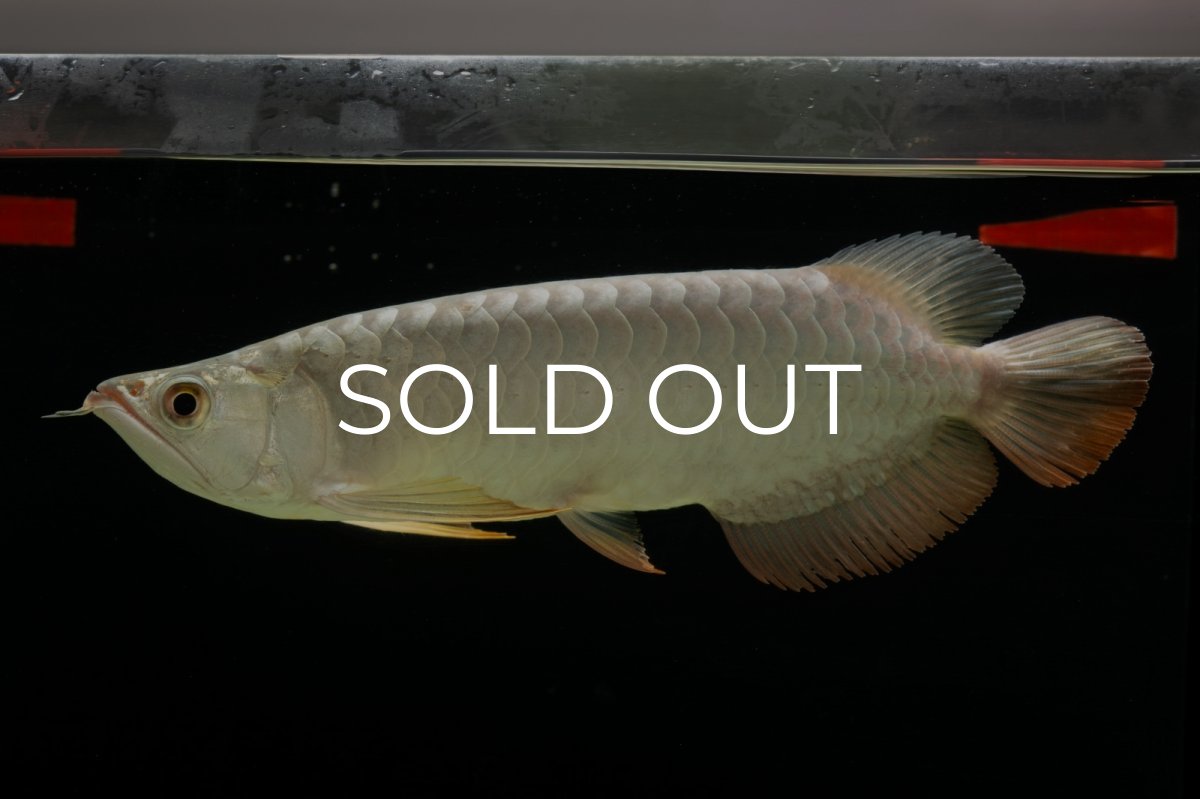 画像1: 過背金龍　NO.7（イーロン産） (1)