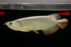 画像1: 過背金龍　NO.7（イーロン産） (1)