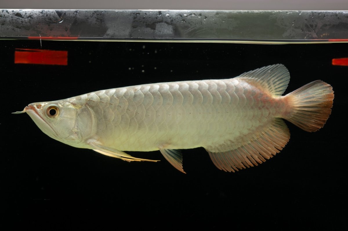 画像3: 過背金龍　NO.7（イーロン産） (3)