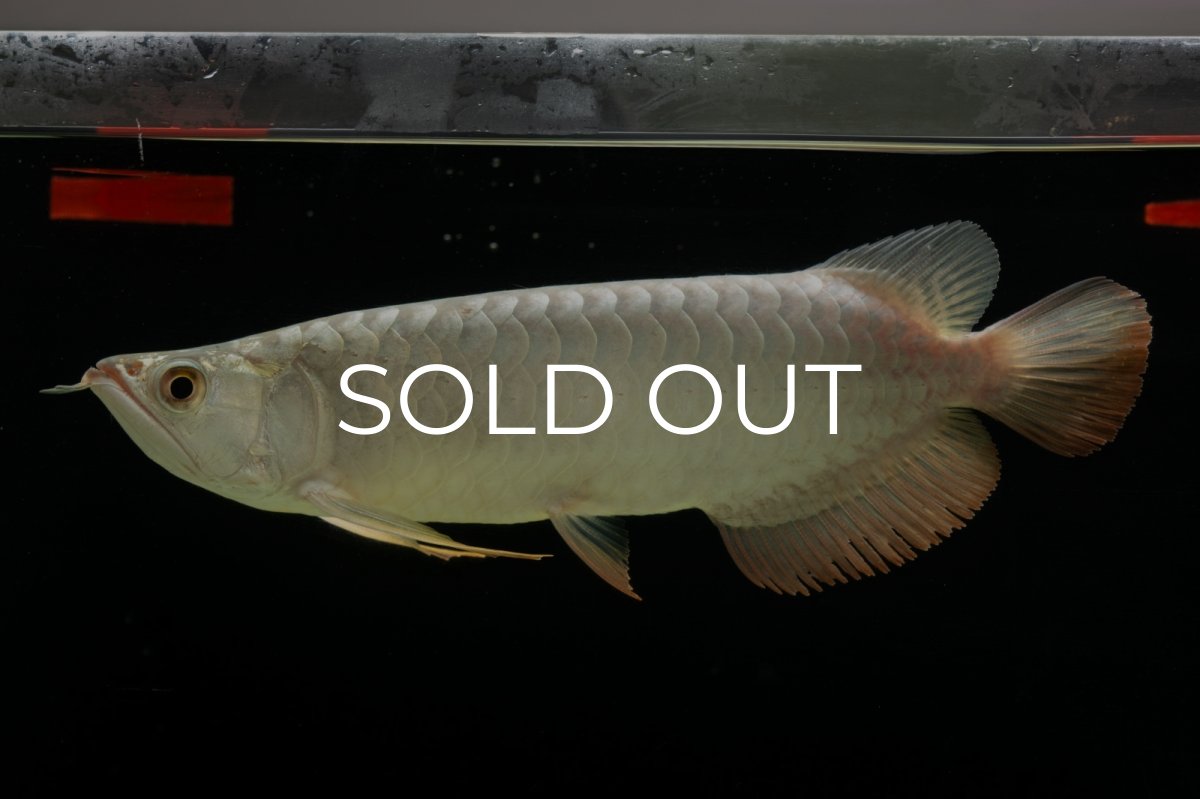 画像3: 過背金龍　NO.7（イーロン産） (3)