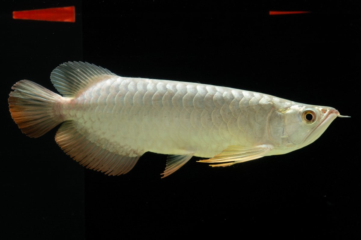 画像4: 過背金龍　NO.7（イーロン産） (4)