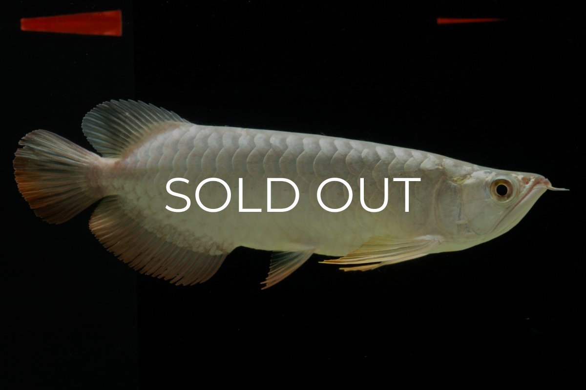 画像4: 過背金龍　NO.7（イーロン産） (4)