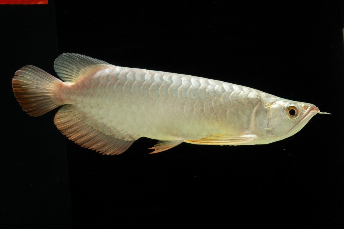 画像2: 過背金龍　NO.7（イーロン産） (2)