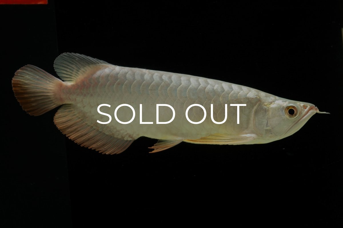 画像2: 過背金龍　NO.7（イーロン産） (2)