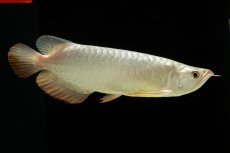 画像2: 過背金龍　NO.7（イーロン産） (2)