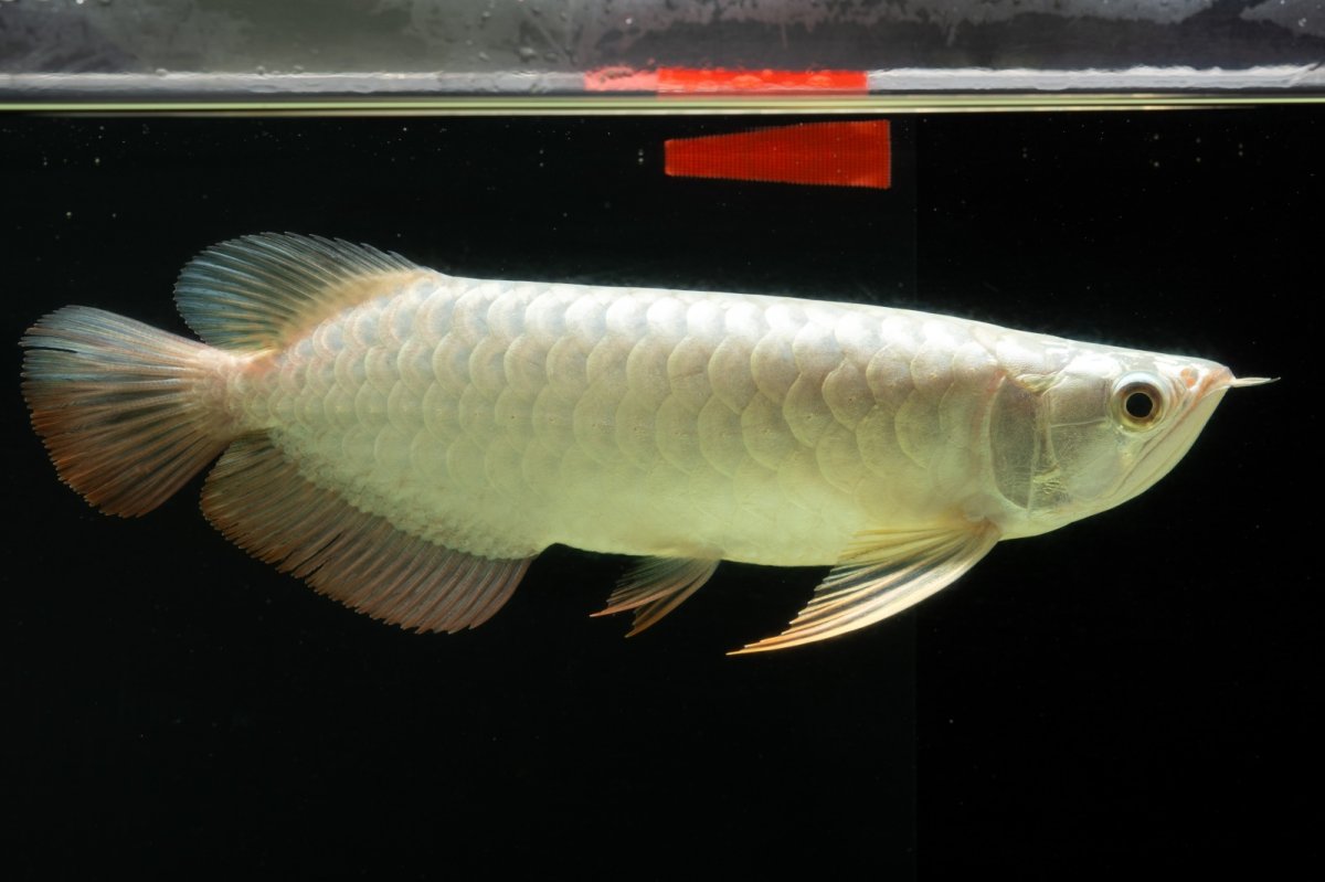 画像13: 過背金龍　NO.8（イーロン産） (13)