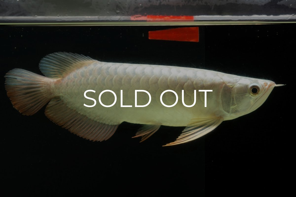 画像13: 過背金龍　NO.8（イーロン産） (13)