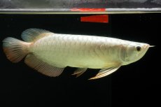 画像13: 過背金龍　NO.8（イーロン産） (13)