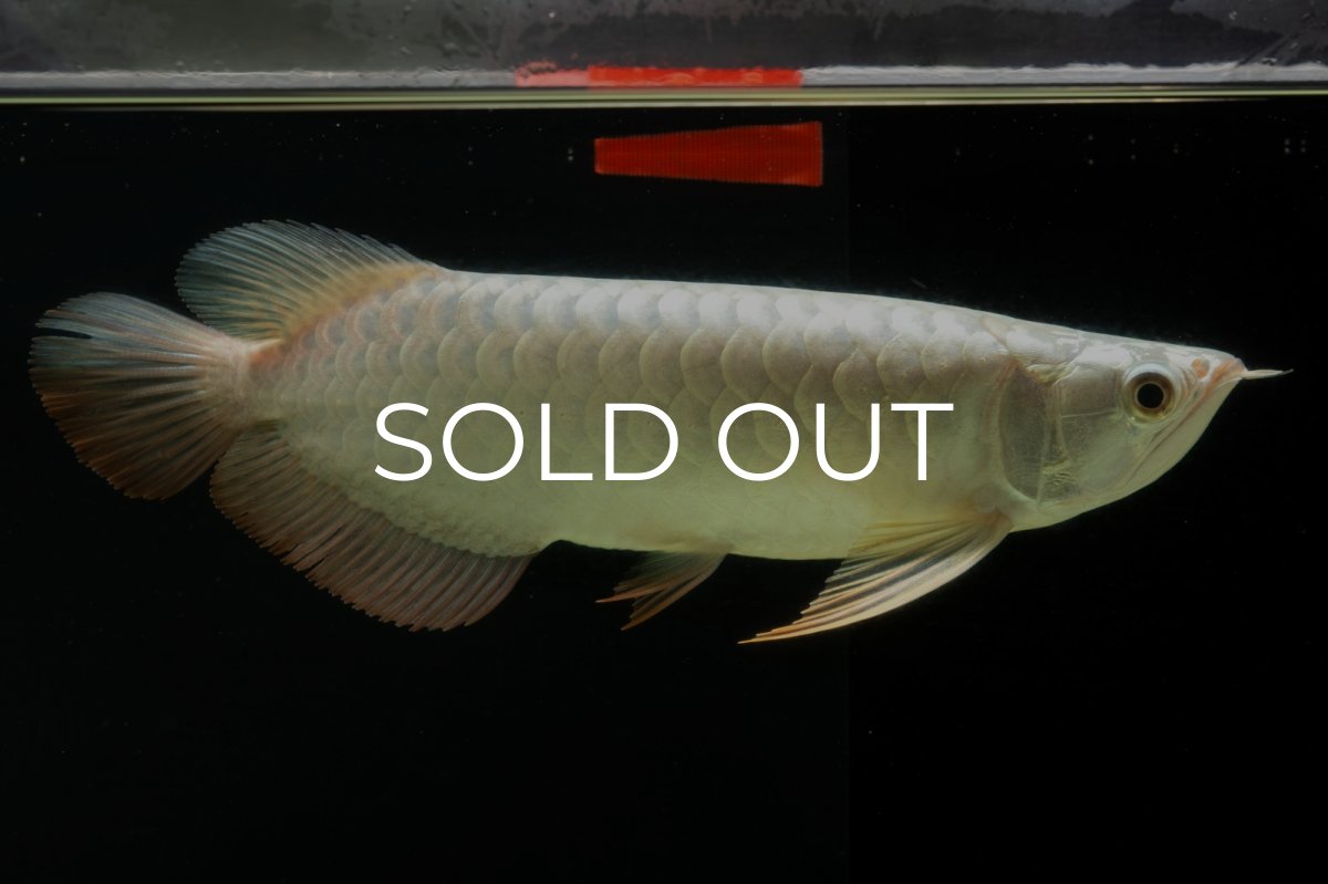 画像12: 過背金龍　NO.8（イーロン産） (12)