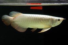 画像12: 過背金龍　NO.8（イーロン産） (12)