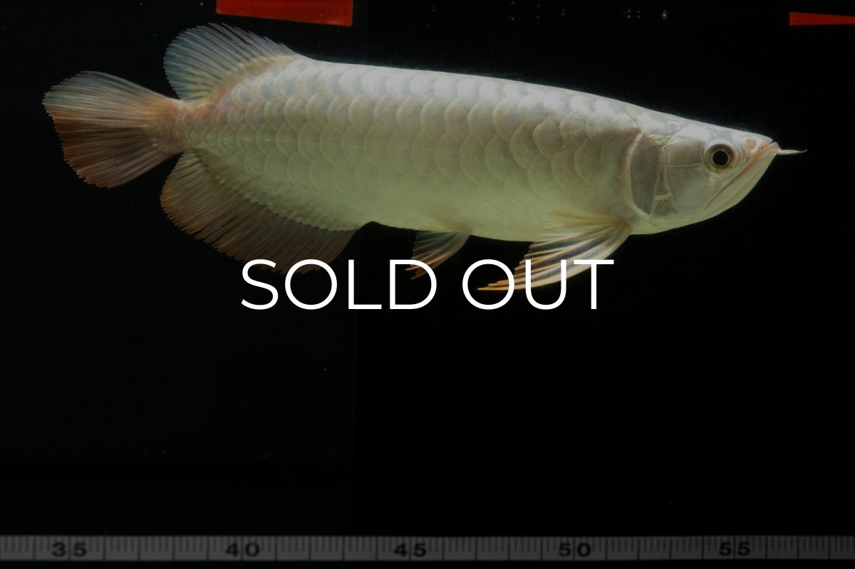 画像11: 過背金龍　NO.8（イーロン産） (11)