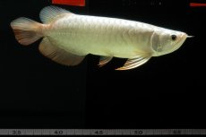 画像11: 過背金龍　NO.8（イーロン産） (11)