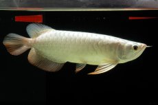 画像8: 過背金龍　NO.8（イーロン産） (8)