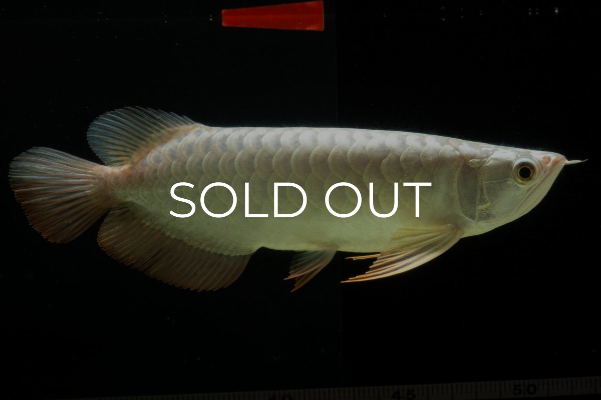 画像6: 過背金龍　NO.8（イーロン産） (6)