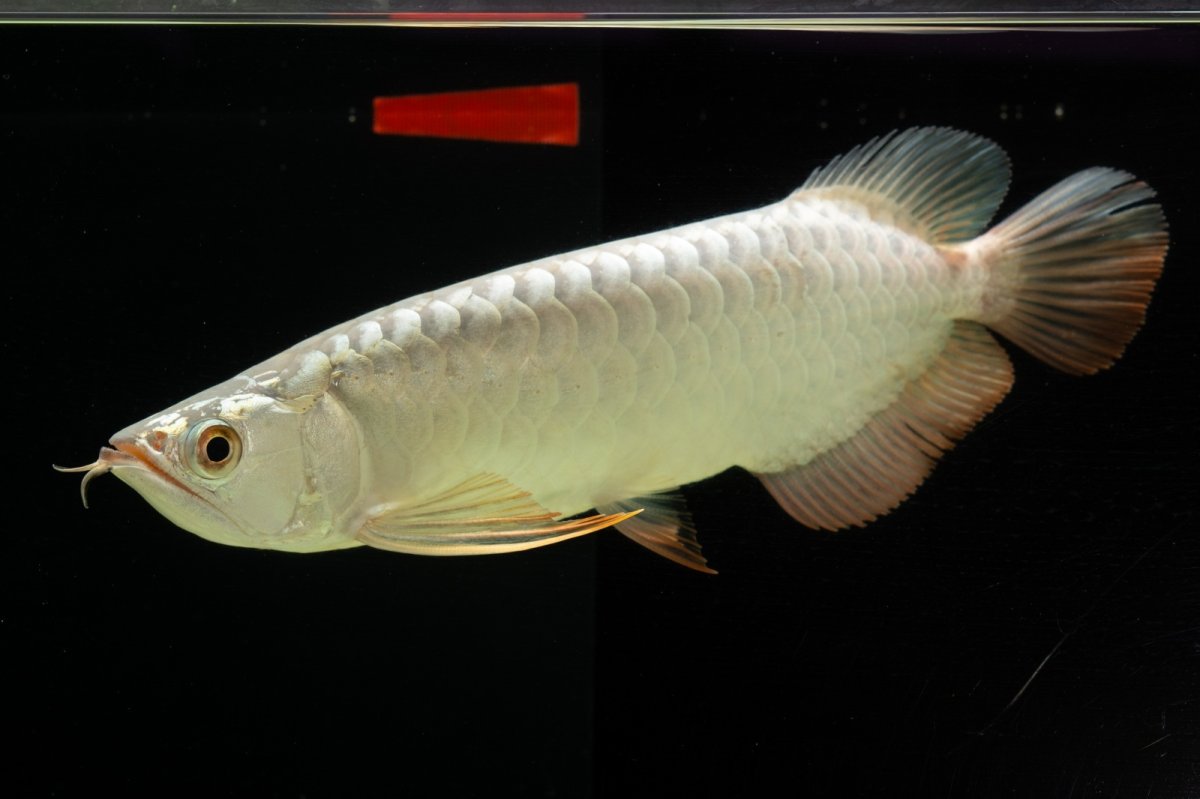 画像9: 過背金龍　NO.8（イーロン産） (9)