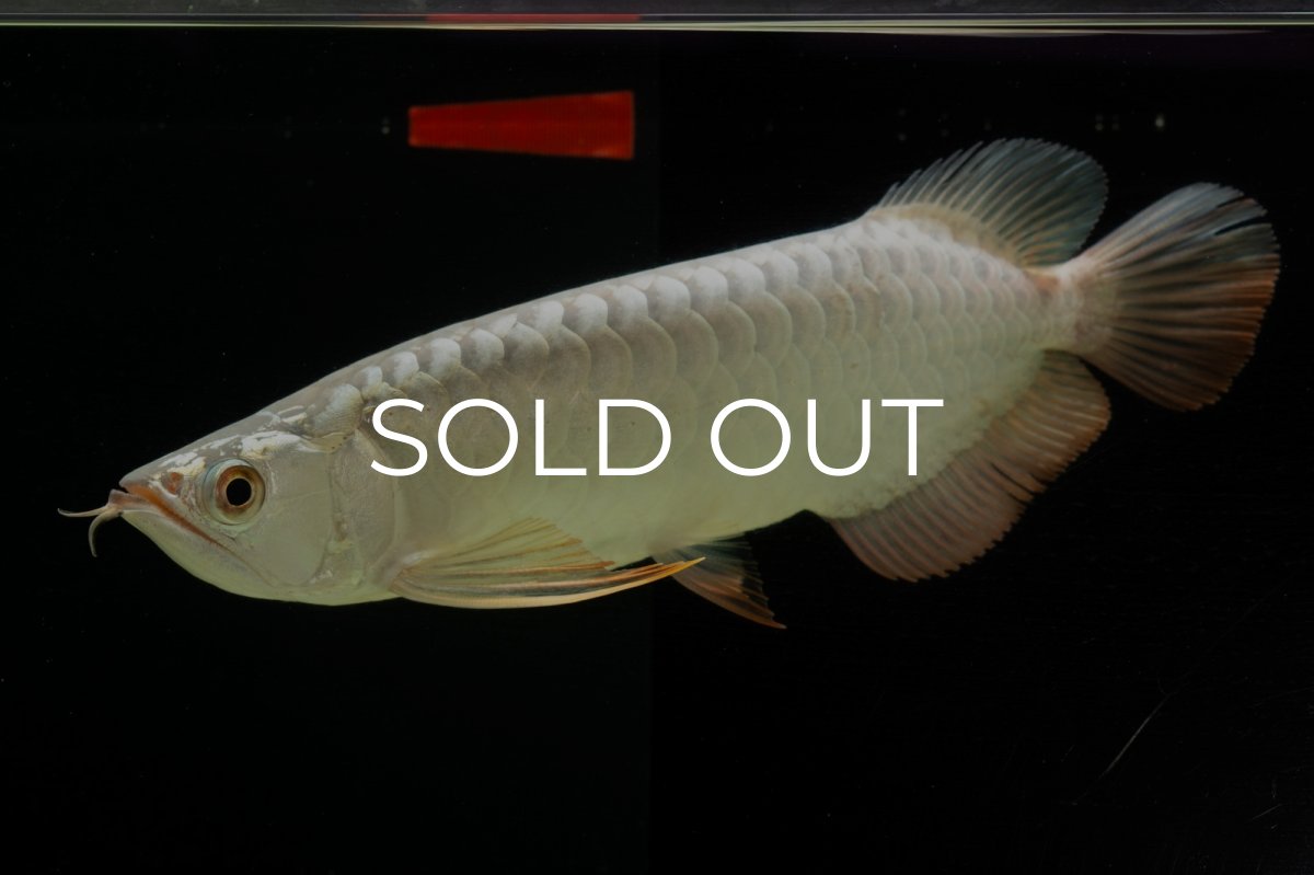 画像9: 過背金龍　NO.8（イーロン産） (9)