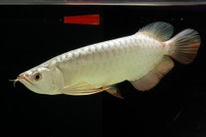 画像9: 過背金龍　NO.8（イーロン産） (9)