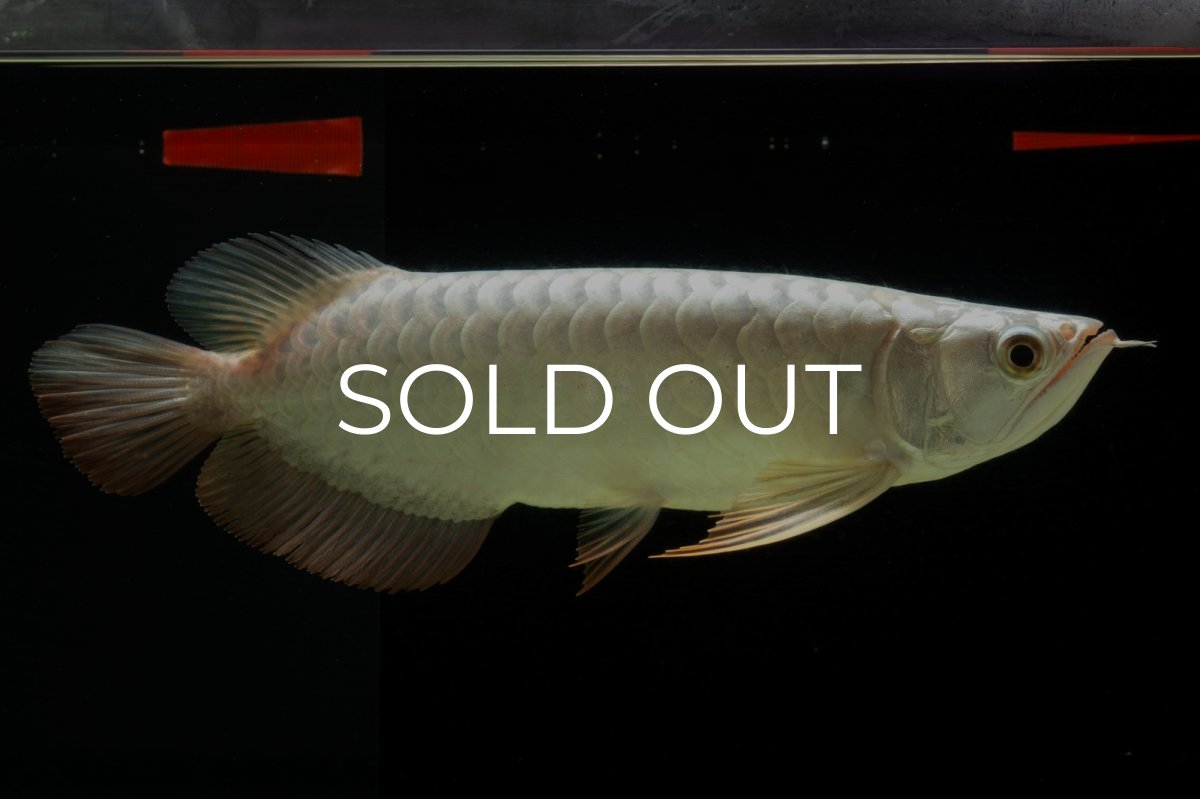 画像4: 過背金龍　NO.8（イーロン産） (4)