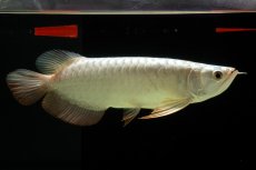 画像4: 過背金龍　NO.8（イーロン産） (4)