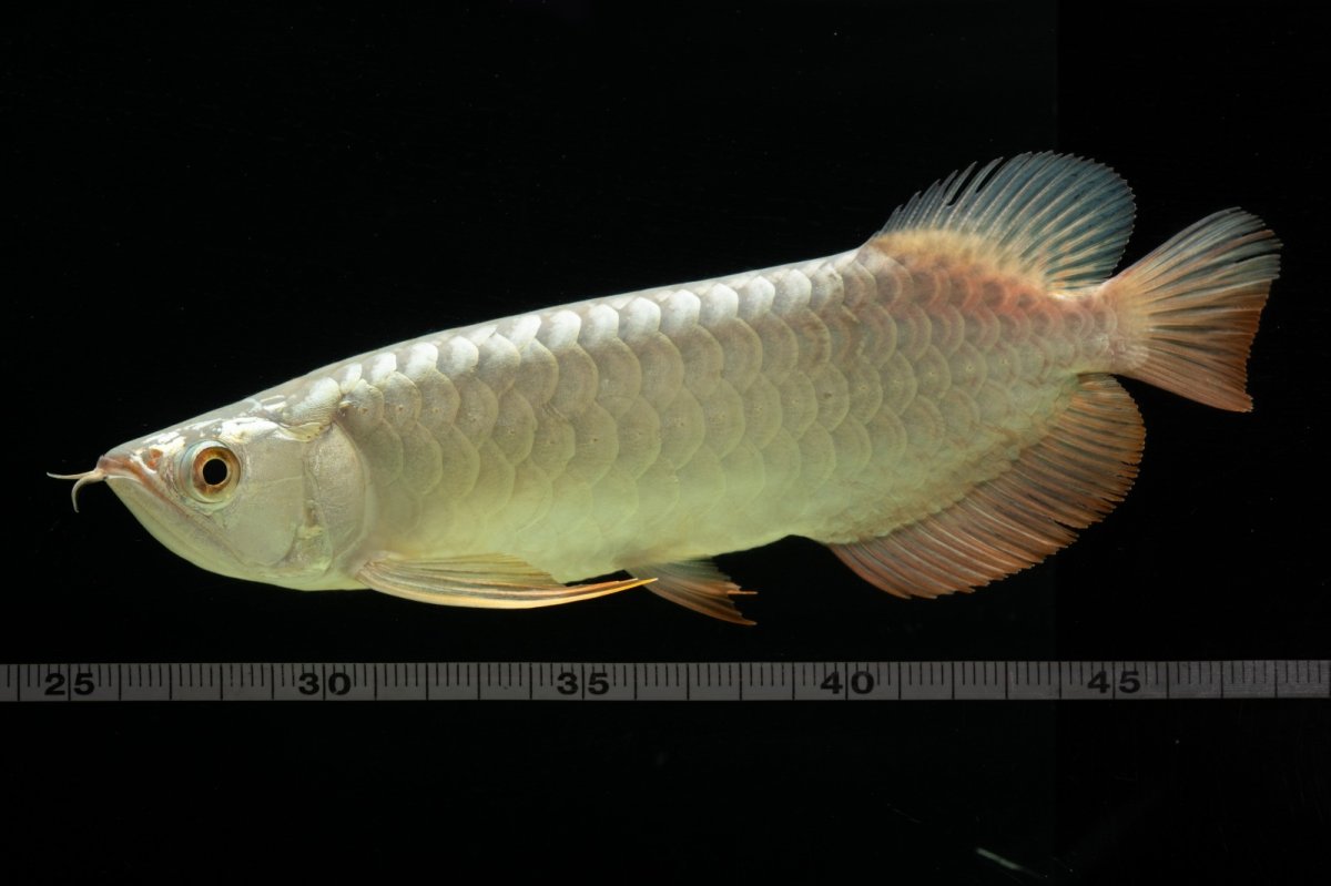 画像7: 過背金龍　NO.8（イーロン産） (7)