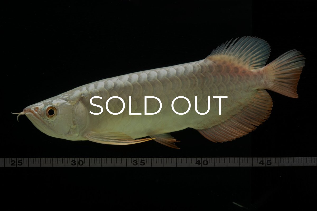 画像7: 過背金龍　NO.8（イーロン産） (7)