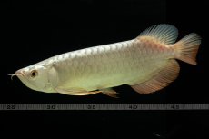 画像7: 過背金龍　NO.8（イーロン産） (7)