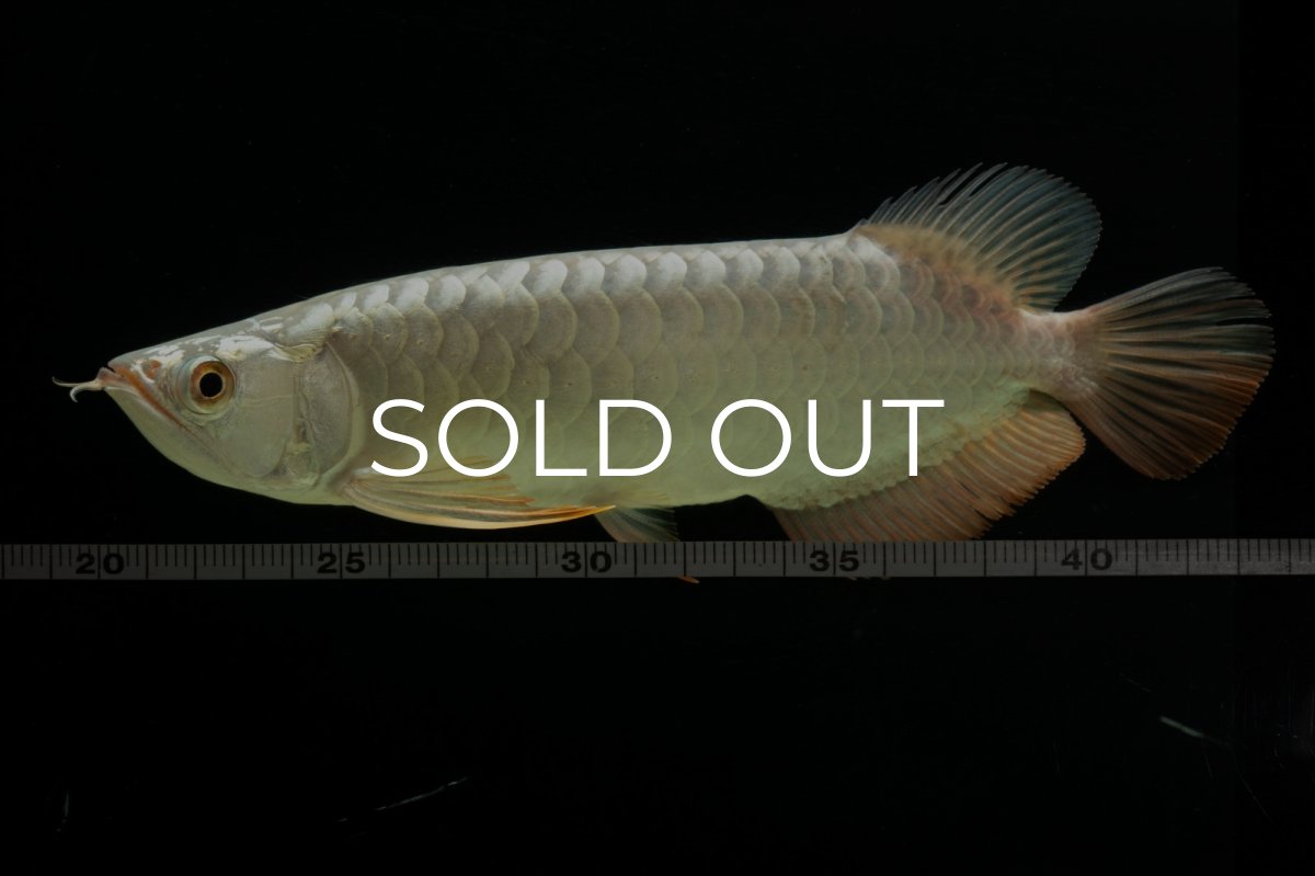 画像5: 過背金龍　NO.8（イーロン産） (5)