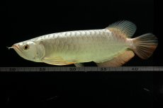 画像5: 過背金龍　NO.8（イーロン産） (5)