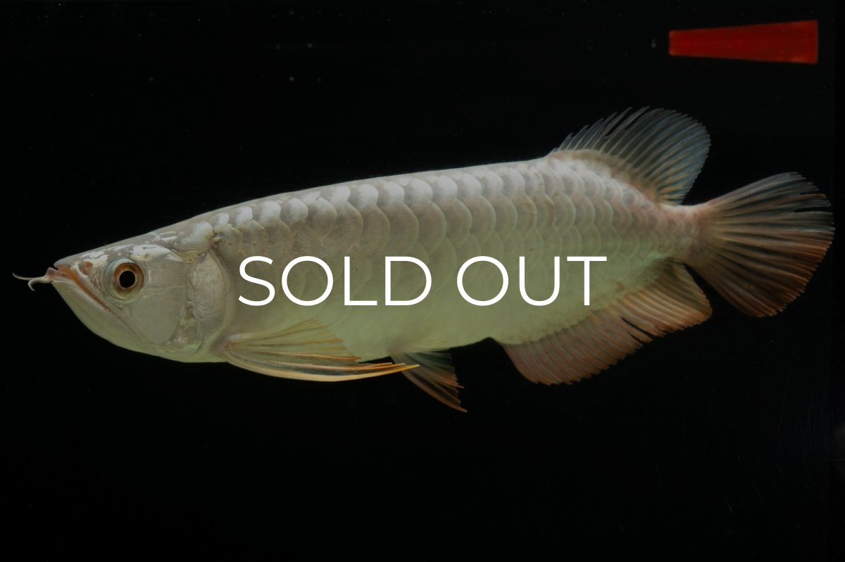 画像3: 過背金龍　NO.8（イーロン産） (3)