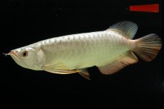 画像3: 過背金龍　NO.8（イーロン産） (3)