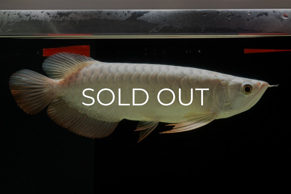 画像2: 過背金龍　NO.8（イーロン産） (2)