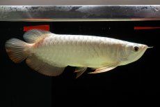 画像2: 過背金龍　NO.8（イーロン産） (2)