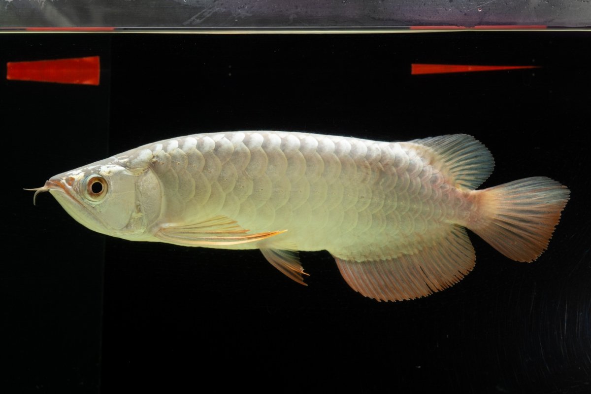 画像1: 過背金龍　NO.8（イーロン産） (1)