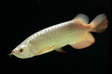 画像10: 過背金龍　NO.8（イーロン産） (10)