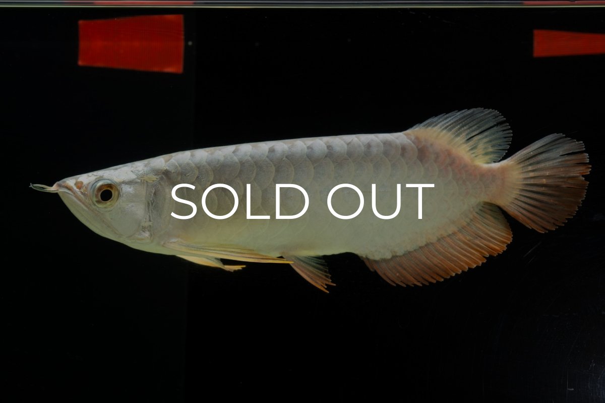 画像6: 過背金龍　NO.9（イーロン産） (6)