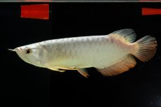 画像6: 過背金龍　NO.9（イーロン産） (6)