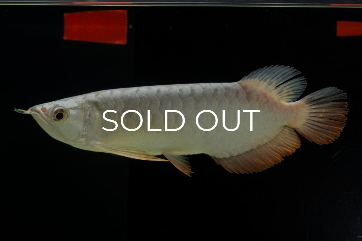 画像2: 過背金龍　NO.9（イーロン産） (2)