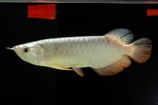 画像2: 過背金龍　NO.9（イーロン産） (2)