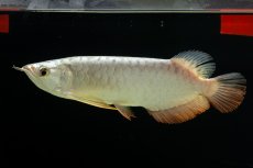 画像4: 過背金龍　NO.9（イーロン産） (4)