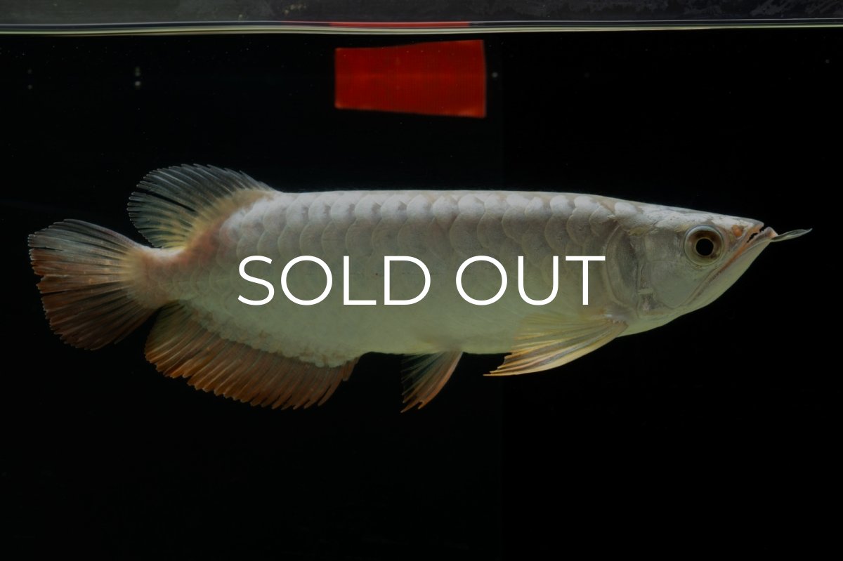 画像8: 過背金龍　NO.9（イーロン産） (8)