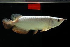 画像8: 過背金龍　NO.9（イーロン産） (8)