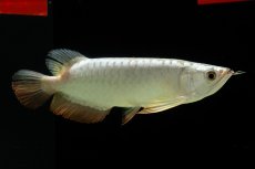 画像7: 過背金龍　NO.9（イーロン産） (7)